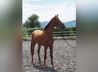 Weitere Warmblüter, Wallach, 3 Jahre, 173 cm, Fuchs
