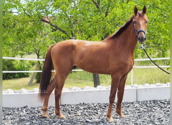 Weitere Warmblüter, Wallach, 3 Jahre, 173 cm, Fuchs