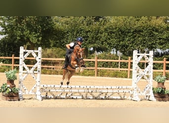 Weitere Warmblüter, Wallach, 4 Jahre, 116 cm, Fuchs