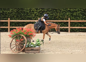 Weitere Warmblüter, Wallach, 4 Jahre, 116 cm, Fuchs
