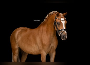 Weitere Warmblüter, Wallach, 4 Jahre, 116 cm, Fuchs