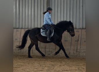 Weitere Warmblüter, Wallach, 4 Jahre, 150 cm, Dunkelbrauner