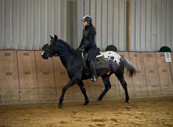 Weitere Warmblüter, Wallach, 4 Jahre, 150 cm, Tigerschecke