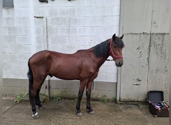 Weitere Warmblüter Mix, Wallach, 4 Jahre, 152 cm, Dunkelbrauner