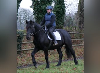 Weitere Warmblüter, Wallach, 4 Jahre, 152 cm