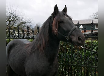 Weitere Warmblüter, Wallach, 4 Jahre, 152 cm, Rappe