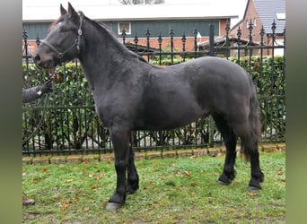 Weitere Warmblüter, Wallach, 4 Jahre, 152 cm, Rappe