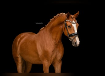 Weitere Warmblüter, Wallach, 4 Jahre, 153 cm, Fuchs