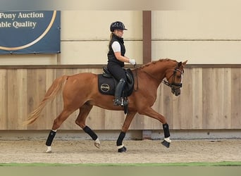 Weitere Warmblüter, Wallach, 4 Jahre, 153 cm, Fuchs