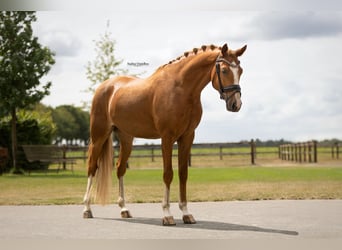 Weitere Warmblüter, Wallach, 4 Jahre, 153 cm, Fuchs