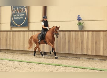 Weitere Warmblüter, Wallach, 4 Jahre, 153 cm, Fuchs