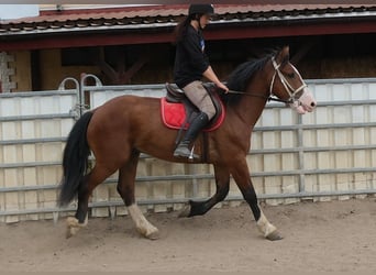 Weitere Warmblüter Mix, Wallach, 4 Jahre, 155 cm, Hellbrauner