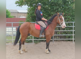Weitere Warmblüter Mix, Wallach, 4 Jahre, 155 cm, Hellbrauner