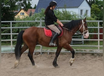 Weitere Warmblüter Mix, Wallach, 4 Jahre, 155 cm, Hellbrauner