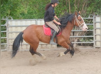 Weitere Warmblüter Mix, Wallach, 4 Jahre, 155 cm, Hellbrauner