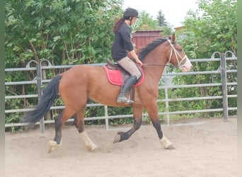 Weitere Warmblüter Mix, Wallach, 4 Jahre, 155 cm, Hellbrauner