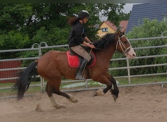 Weitere Warmblüter Mix, Wallach, 4 Jahre, 155 cm, Hellbrauner