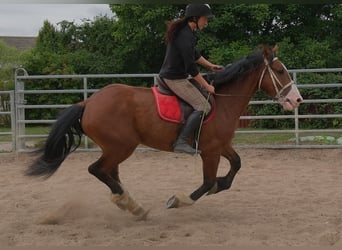 Weitere Warmblüter Mix, Wallach, 4 Jahre, 155 cm, Hellbrauner