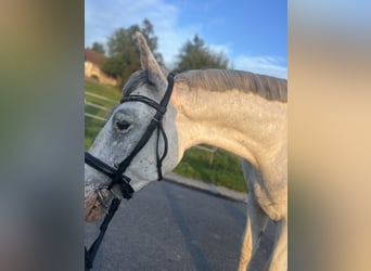 Weitere Warmblüter, Wallach, 4 Jahre, 155 cm, Rotschimmel