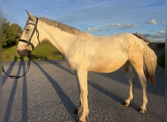 Weitere Warmblüter, Wallach, 4 Jahre, 155 cm, Rotschimmel