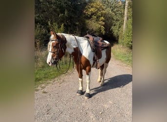 Weitere Warmblüter, Wallach, 4 Jahre, 155 cm, Schecke