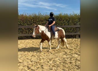 Weitere Warmblüter, Wallach, 4 Jahre, 155 cm, Schecke