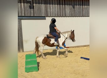 Weitere Warmblüter, Wallach, 4 Jahre, 155 cm, Schecke