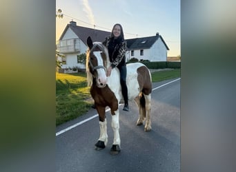 Weitere Warmblüter, Wallach, 4 Jahre, 155 cm, Schecke