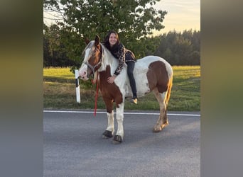 Weitere Warmblüter, Wallach, 4 Jahre, 155 cm, Schecke