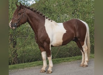 Weitere Warmblüter, Wallach, 4 Jahre, 155 cm, Schecke