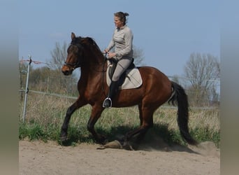Weitere Warmblüter Mix, Wallach, 4 Jahre, 156 cm, Brauner