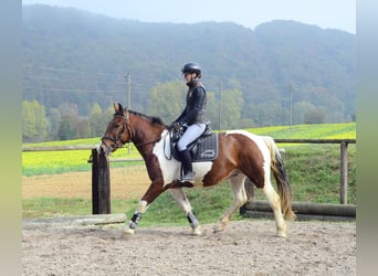 Weitere Warmblüter, Wallach, 4 Jahre, 156 cm, Schecke