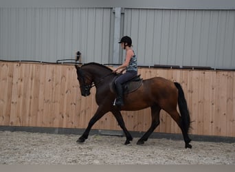 Weitere Warmblüter, Wallach, 4 Jahre, 157 cm, Brauner