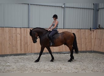 Weitere Warmblüter, Wallach, 4 Jahre, 157 cm, Brauner