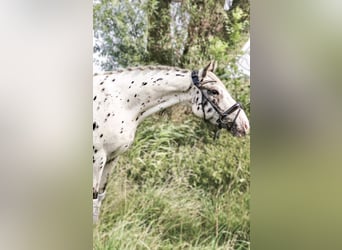 Weitere Warmblüter, Wallach, 4 Jahre, 158 cm, Tigerschecke