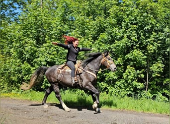 Weitere Warmblüter, Wallach, 4 Jahre, 160 cm, Apfelschimmel