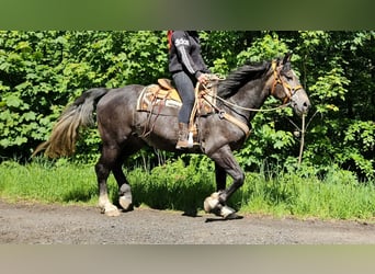 Weitere Warmblüter, Wallach, 4 Jahre, 160 cm, Apfelschimmel