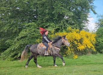 Weitere Warmblüter, Wallach, 4 Jahre, 160 cm, Apfelschimmel