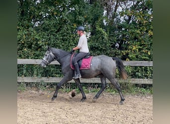 Weitere Warmblüter, Wallach, 4 Jahre, 160 cm, Apfelschimmel