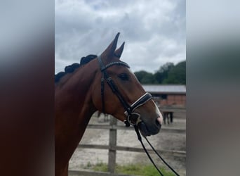 Weitere Warmblüter, Wallach, 4 Jahre, 160 cm, Brauner