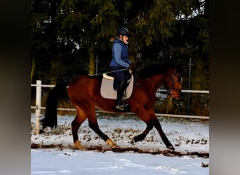 Weitere Warmblüter, Wallach, 4 Jahre, 160 cm, Brauner