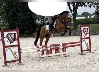 Weitere Warmblüter, Wallach, 4 Jahre, 160 cm, Brauner