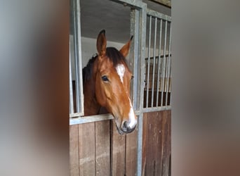 Weitere Warmblüter, Wallach, 4 Jahre, 160 cm, Brauner