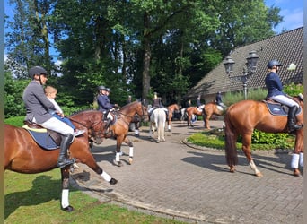 Weitere Warmblüter, Wallach, 4 Jahre, 160 cm, Brauner