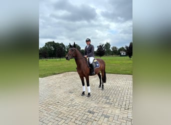 Weitere Warmblüter, Wallach, 4 Jahre, 160 cm, Brauner