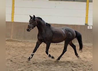 Weitere Warmblüter, Wallach, 4 Jahre, 160 cm, Dunkelbrauner