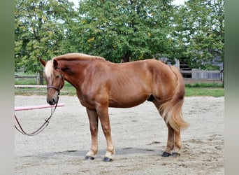 Weitere Warmblüter, Wallach, 4 Jahre, 160 cm, Fuchs