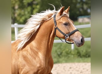 Weitere Warmblüter, Wallach, 4 Jahre, 160 cm, Palomino