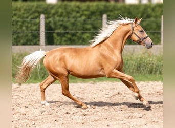 Weitere Warmblüter, Wallach, 4 Jahre, 160 cm, Palomino