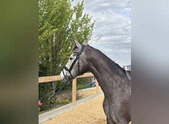 Weitere Warmblüter, Wallach, 4 Jahre, 160 cm, Schimmel
